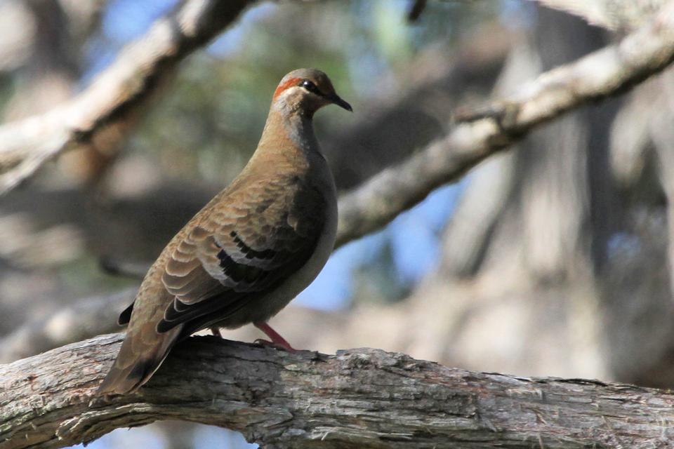 Brush Bronzewing (Phaps elegans)